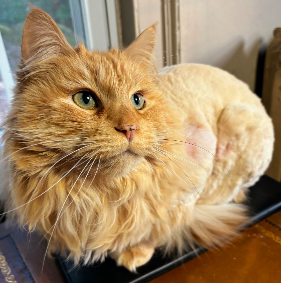 cat-for-adoption-the-great-katsby-a-persian-norwegian-forest-cat