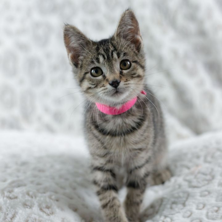 Renna, an adopted Domestic Short Hair Mix in Ponte Vedra, FL_image-1