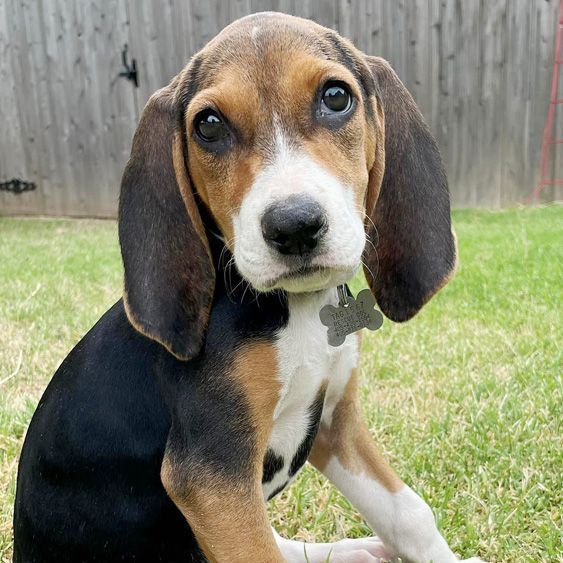 Maggie Mae, an adopted Treeing Walker Coonhound & Basset Hound Mix in Oklahoma City, OK_image-1