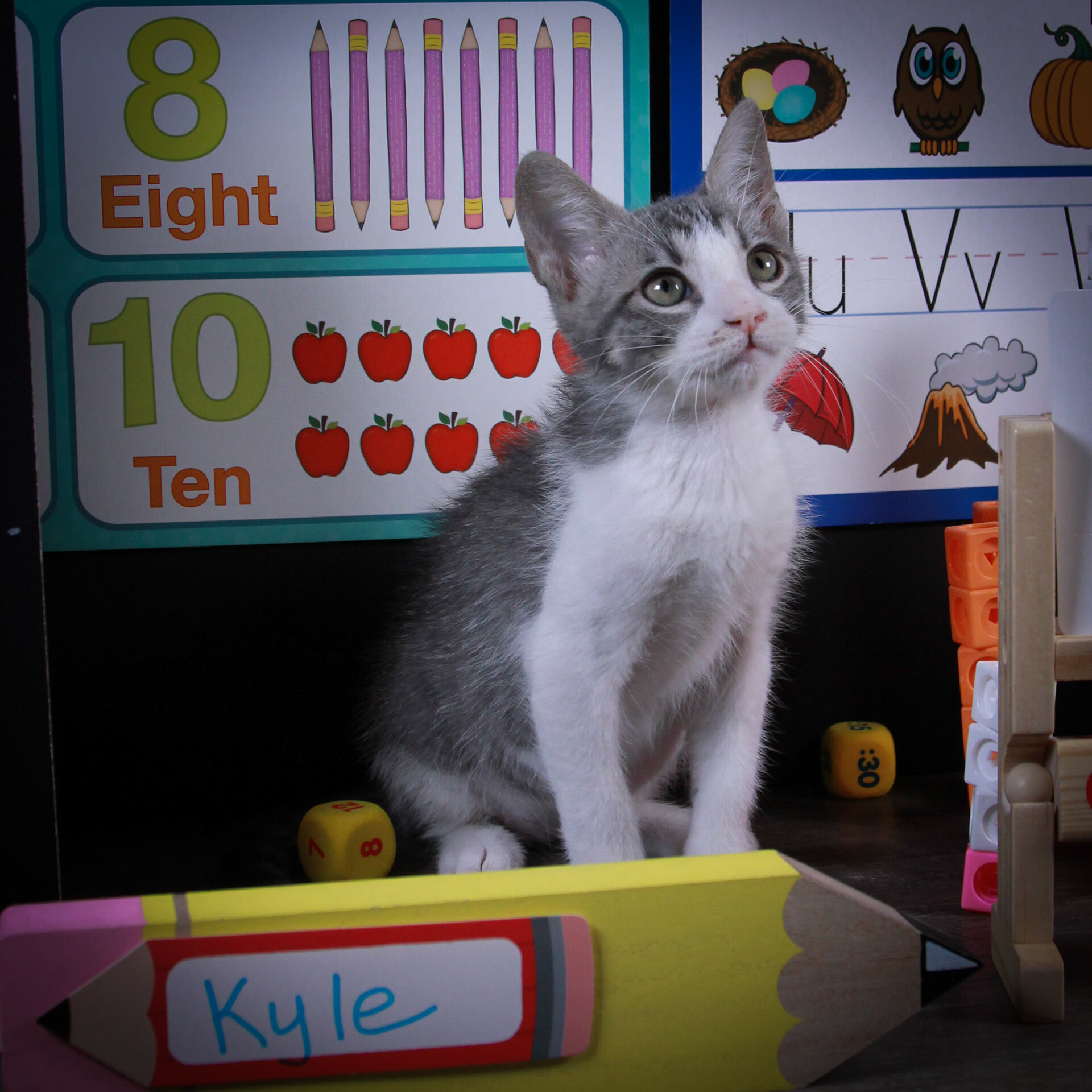 Kyle (Ash) & Amy ( Evee), an adoptable Tuxedo, Domestic Short Hair in Parker, TX, 75002 | Photo Image 4