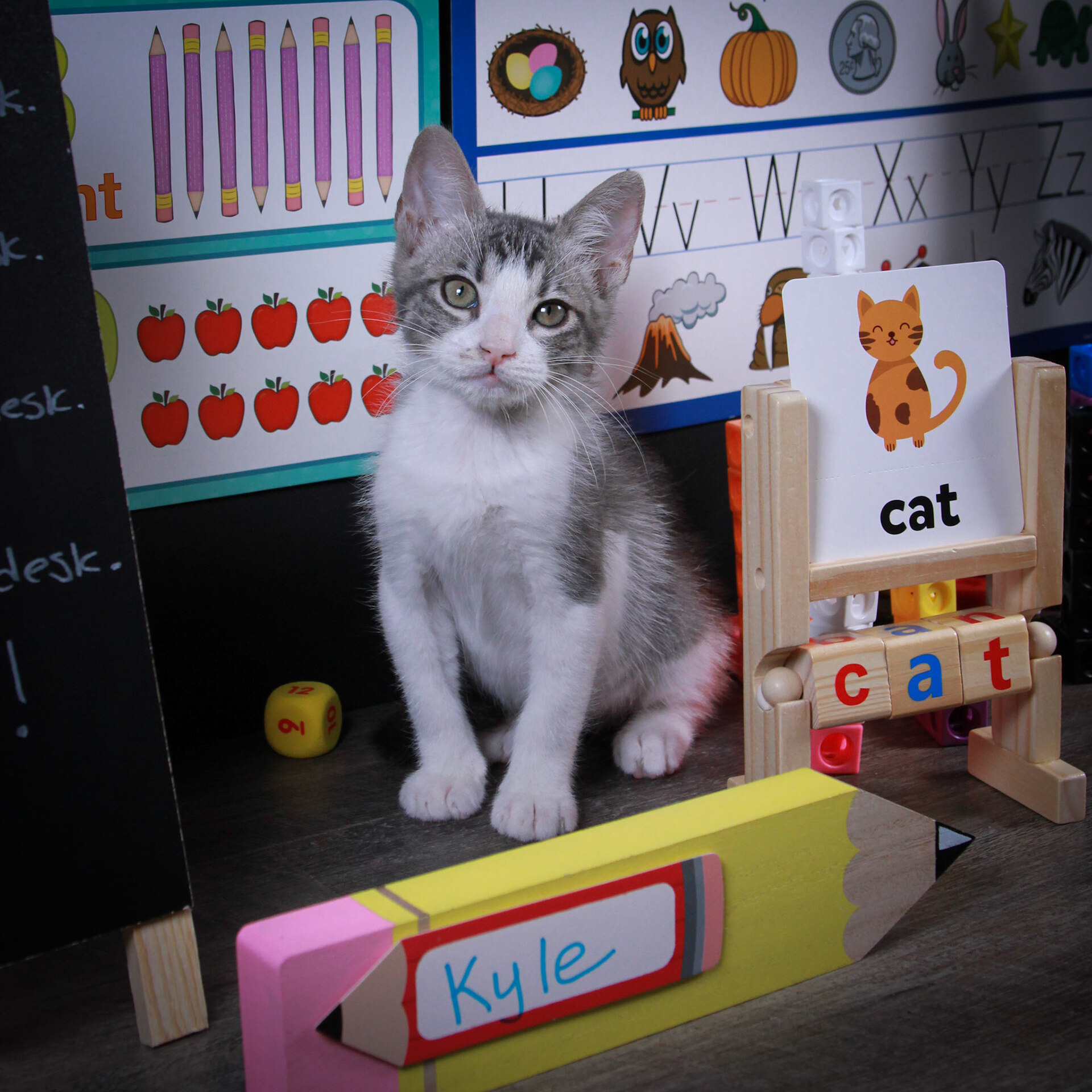 Kyle (Ash) & Amy ( Evee), an adoptable Tuxedo, Domestic Short Hair in Parker, TX, 75002 | Photo Image 5
