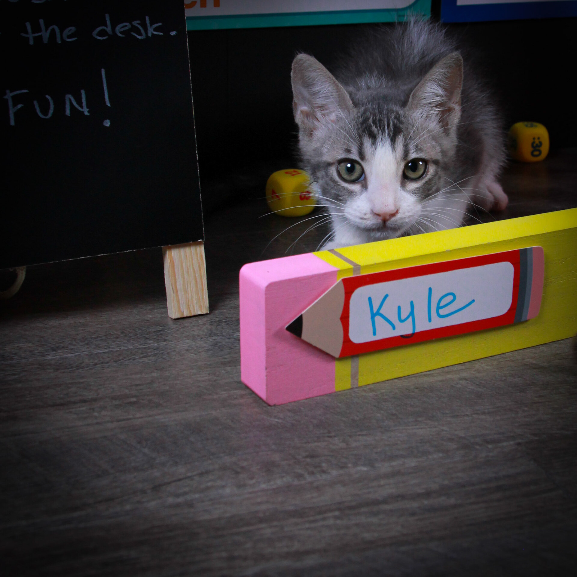 Kyle (Ash) & Amy ( Evee), an adoptable Tuxedo, Domestic Short Hair in Parker, TX, 75002 | Photo Image 6