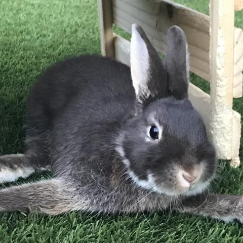 Rabbit for adoption - Papillon, a Netherland Dwarf in Napa, CA | Petfinder