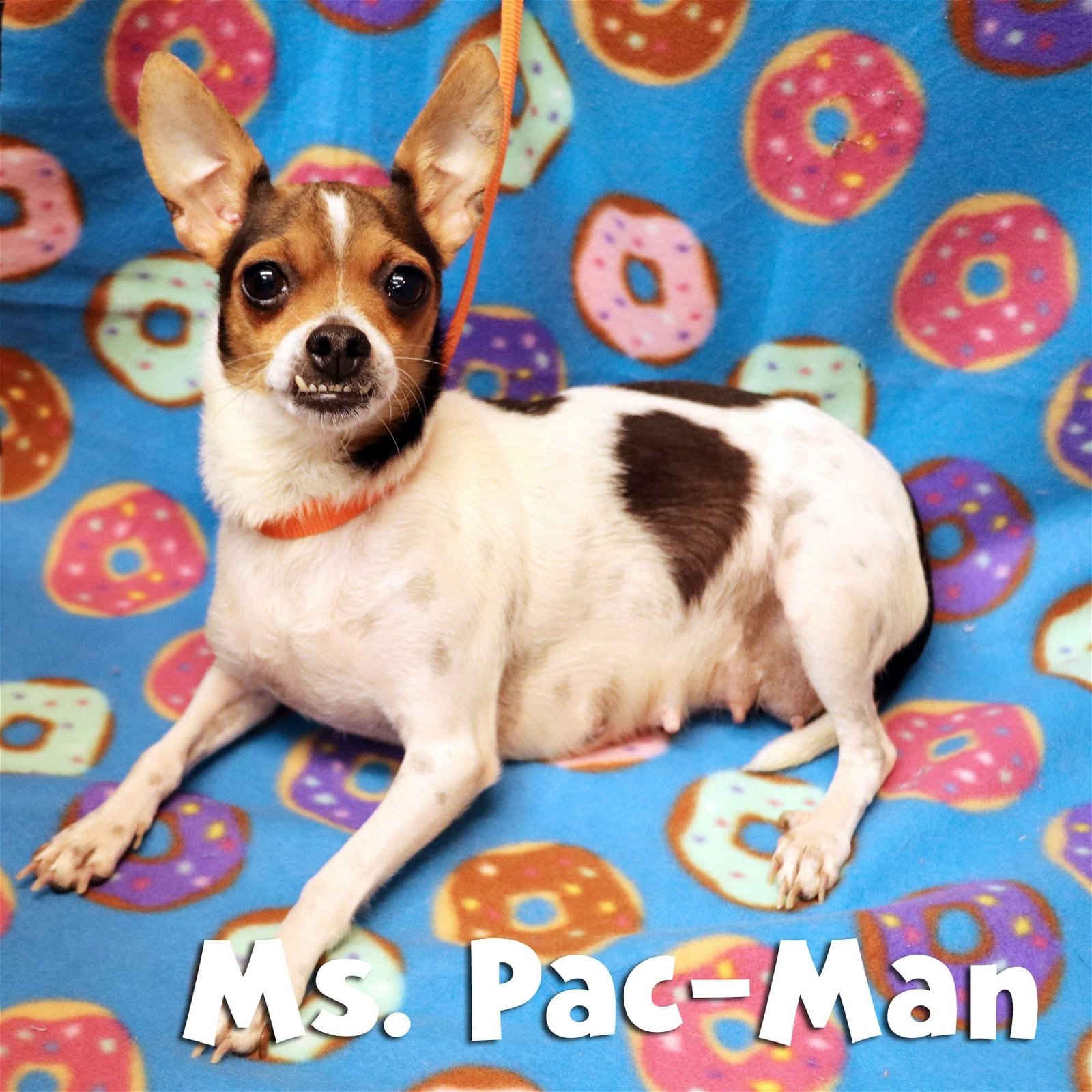 Ms Pac-Man