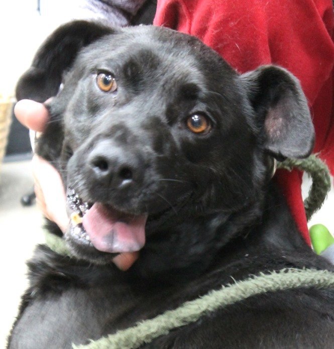 Derek, an adoptable Black Labrador Retriever Mix in Carrollton, GA_image-1
