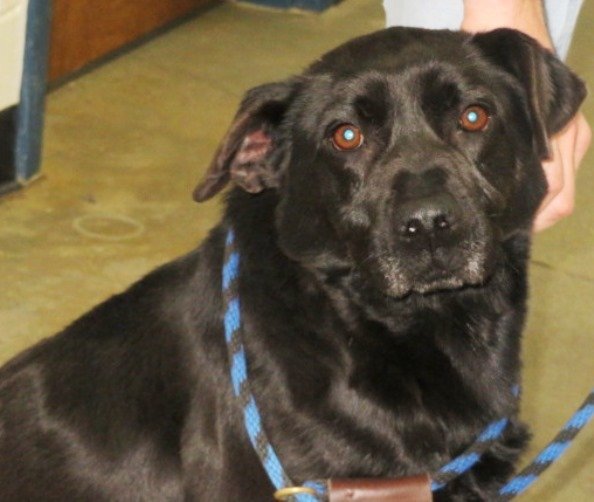Derek, an adoptable Black Labrador Retriever Mix in Carrollton, GA_image-2