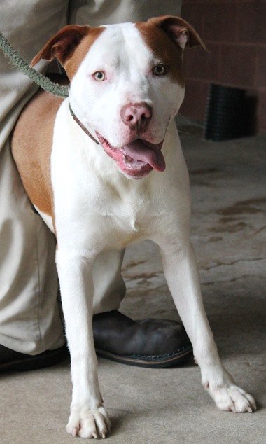 Waldo, an adoptable Pit Bull Terrier Mix in Carrollton, GA_image-2