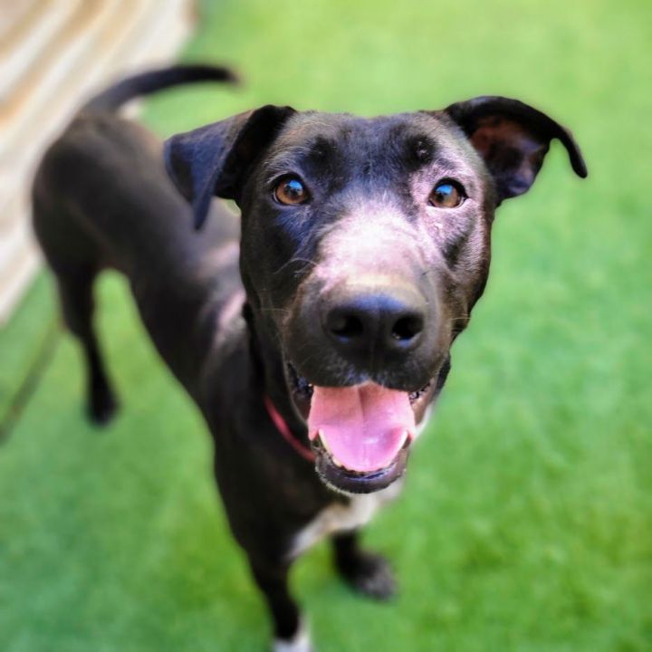 Rayna (Social butterfly!), an adoptable Labrador Retriever & Terrier Mix in Chicago, IL_image-1