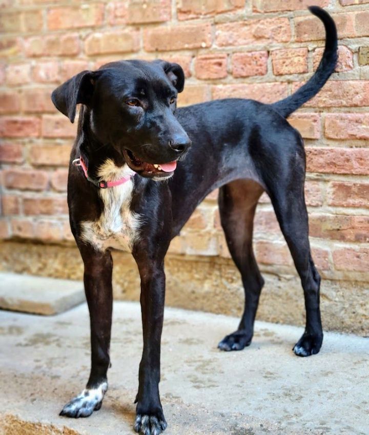 Rayna (Sweet!), an adoptable Labrador Retriever & Terrier Mix in Chicago, IL_image-3