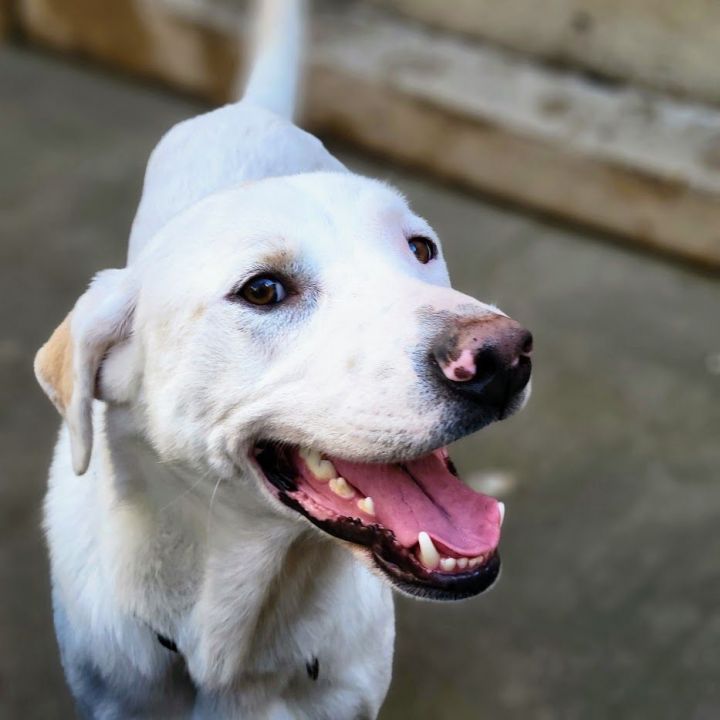 Petey, an adoptable Retriever & Great Pyrenees Mix in Chicago, IL_image-1