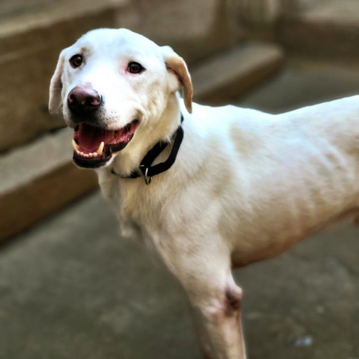 Petey, an adoptable Retriever & Great Pyrenees Mix in Chicago, IL_image-6