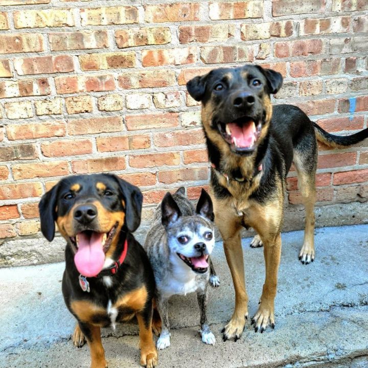 Ace (family dog!), an adoptable Labrador Retriever & German Shepherd Dog Mix in Chicago, IL_image-5