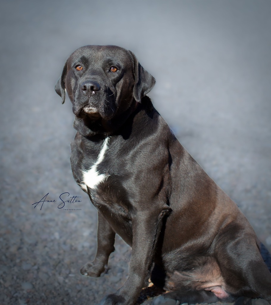 Salad, an adoptable Labrador Retriever in Hot Springs, SD, 57747 | Photo Image 1