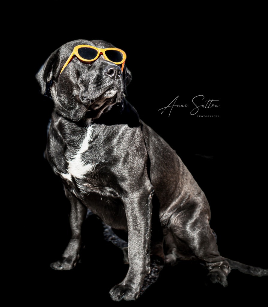 Salad, an adoptable Labrador Retriever in Hot Springs, SD, 57747 | Photo Image 2