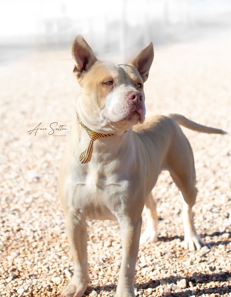 Caesar, an adoptable Pit Bull Terrier in Hot Springs, SD, 57747 | Photo Image 1