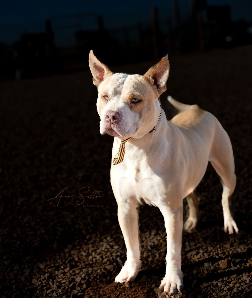 Caesar, an adoptable Pit Bull Terrier in Hot Springs, SD, 57747 | Photo Image 2