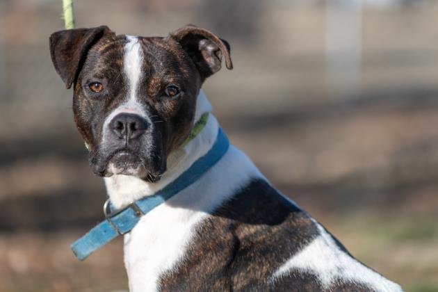 Seeley, an adoptable Boxer in Terre Haute, IN, 47803 | Photo Image 1