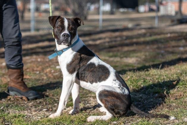 Seeley, an adoptable Boxer in Terre Haute, IN, 47803 | Photo Image 2