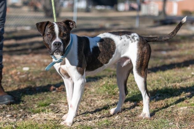 Seeley, an adoptable Boxer in Terre Haute, IN, 47803 | Photo Image 3