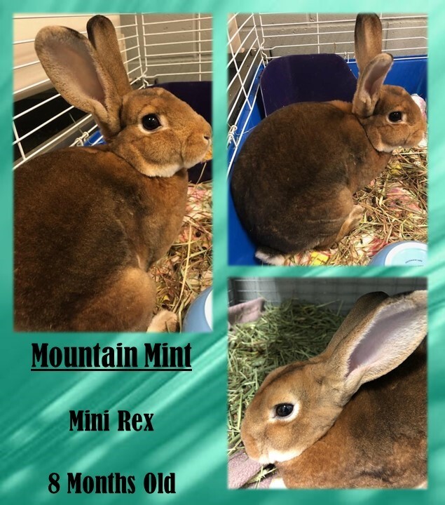 Mountain Mint, an adopted Mini Rex in Franklin, IN_image-1