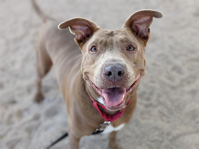 MISS BETTY (CLOVE*), an adoptable Pit Bull Terrier, Mixed Breed in Tucson, AZ, 85745 | Photo Image 1