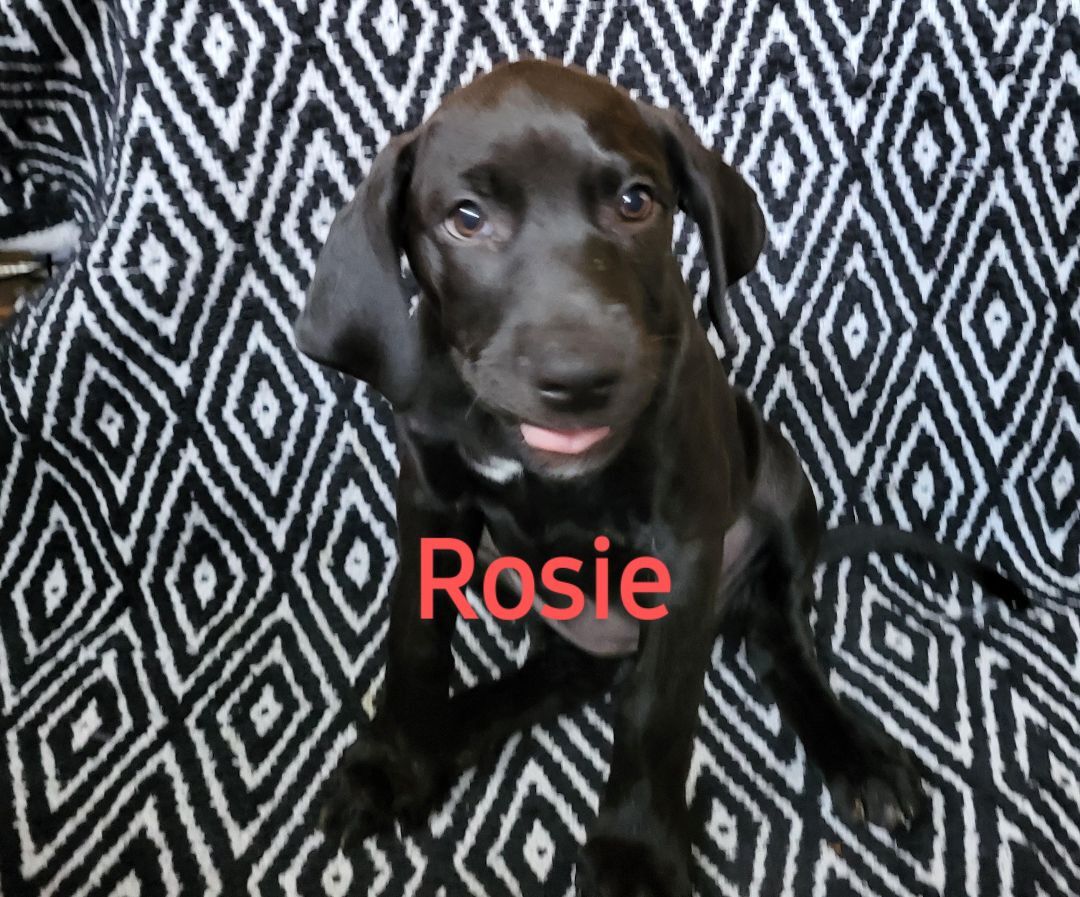 Rosie (of the Houndie Pup's litter)