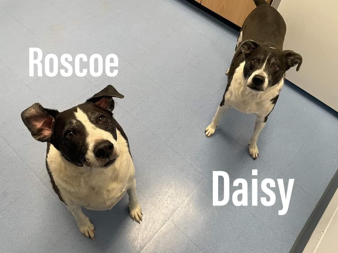 Roscoe and Daisy