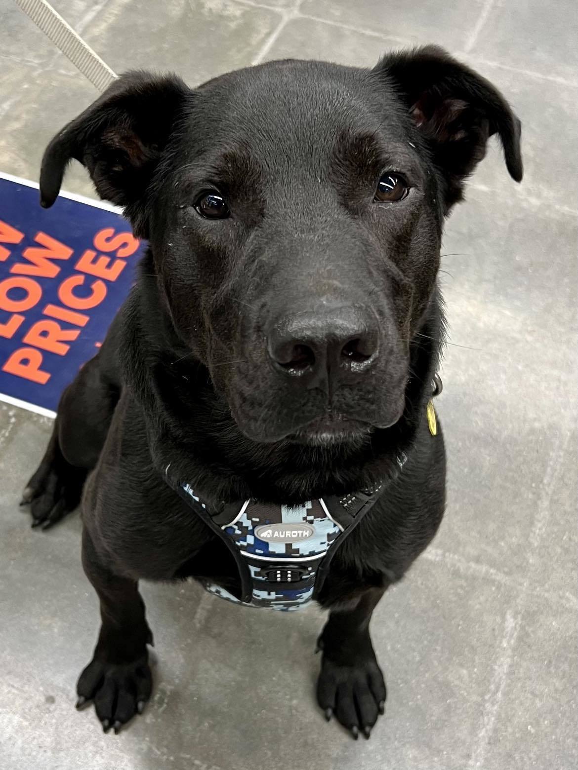 Rocky, an adoptable Labrador Retriever, Shepherd in Kansas City, MO, 64133 | Photo Image 1