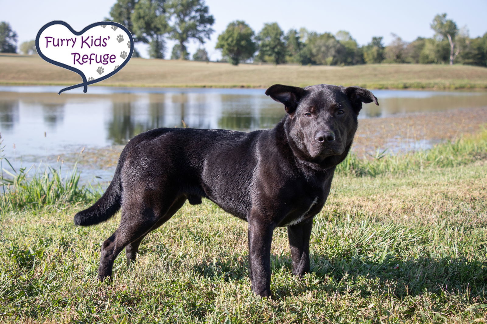 Rocky, an adoptable Labrador Retriever, Shepherd in Kansas City, MO, 64133 | Photo Image 2