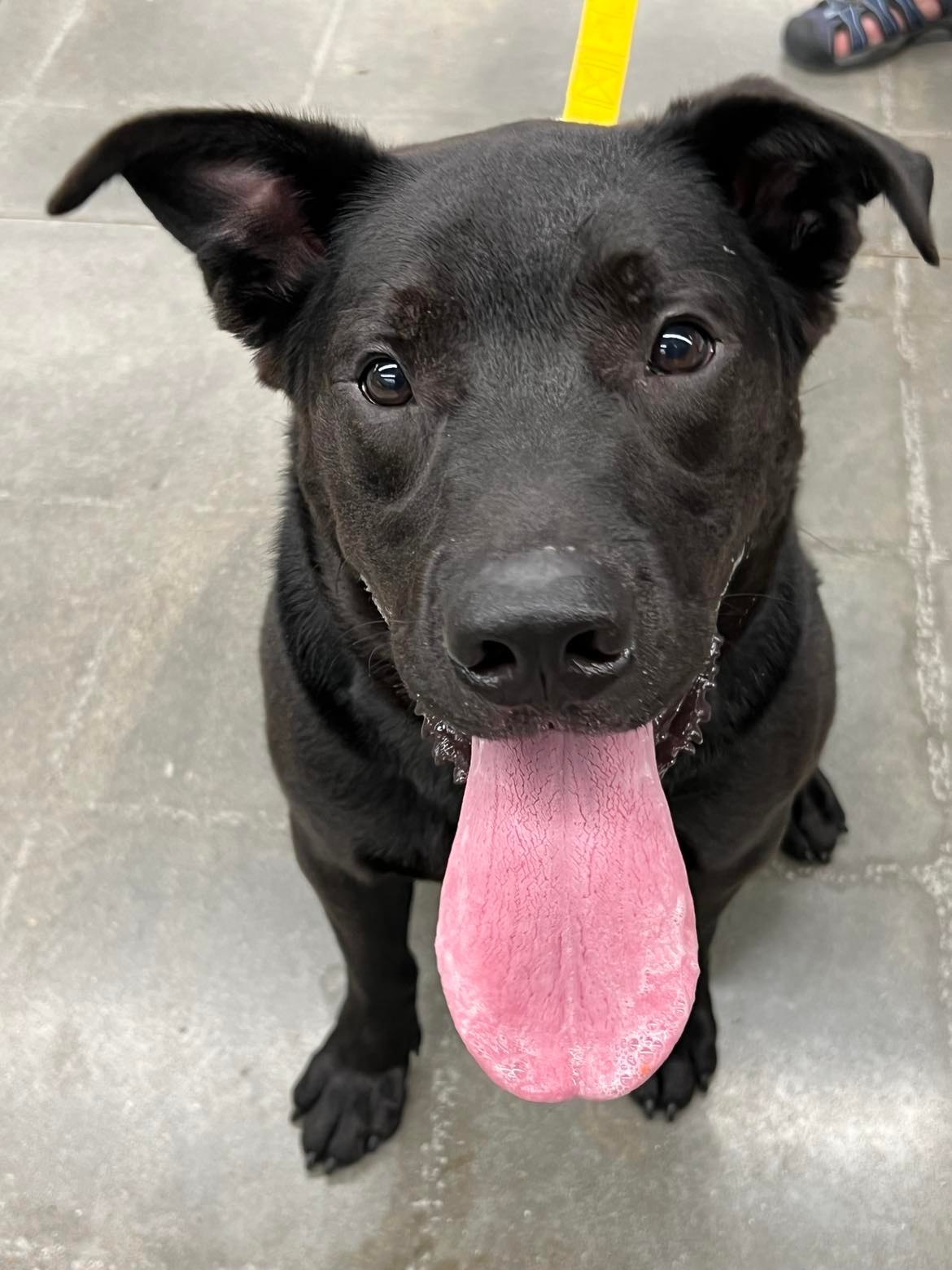 Rocky, an adoptable Labrador Retriever, Shepherd in Kansas City, MO, 64133 | Photo Image 3