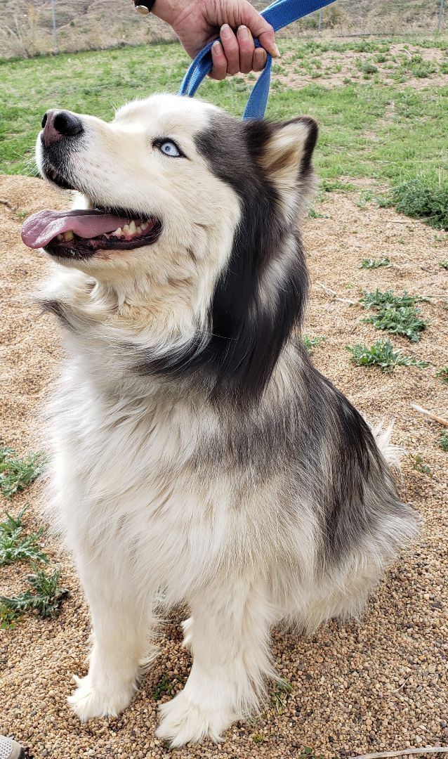 Siberian husky mixed cheap with malamute