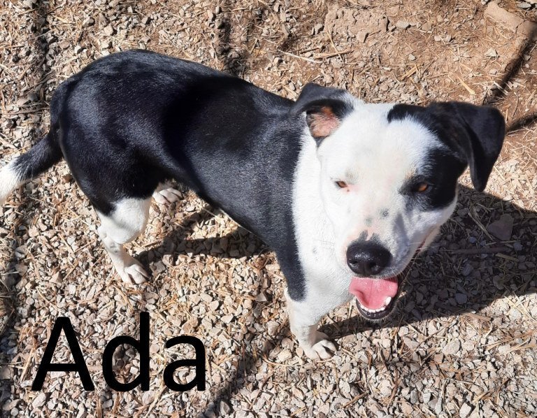 Ada, an adoptable Australian Cattle Dog / Blue Heeler, Greater Swiss Mountain Dog in Mountain View, AR, 72560 | Photo Image 1