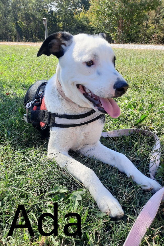 Ada, an adoptable Australian Cattle Dog / Blue Heeler, Greater Swiss Mountain Dog in Mountain View, AR, 72560 | Photo Image 2