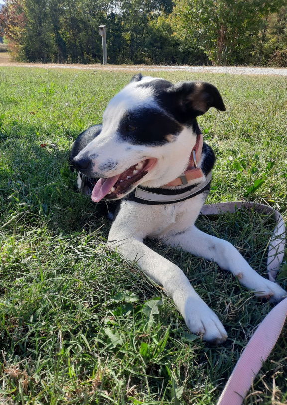 Ada, an adoptable Australian Cattle Dog / Blue Heeler, Greater Swiss Mountain Dog in Mountain View, AR, 72560 | Photo Image 3