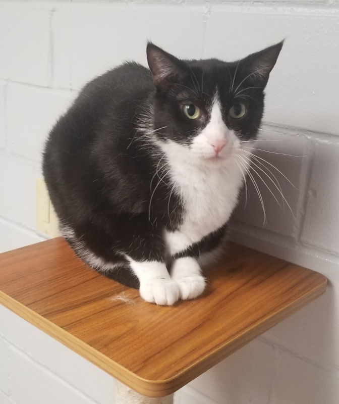 Jean, an adoptable Domestic Short Hair in Cedar Rapids, IA, 52405 | Photo Image 1