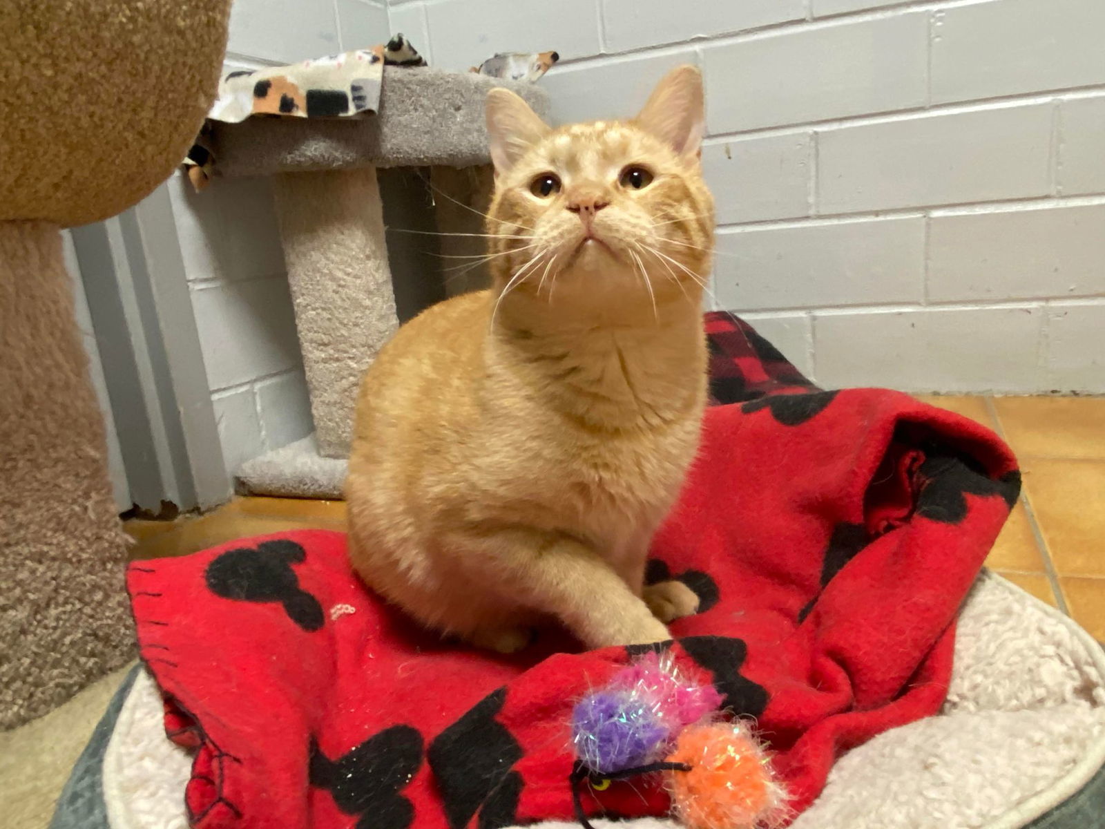 Liam, an adoptable Domestic Short Hair in Cedar Rapids, IA, 52405 | Photo Image 1