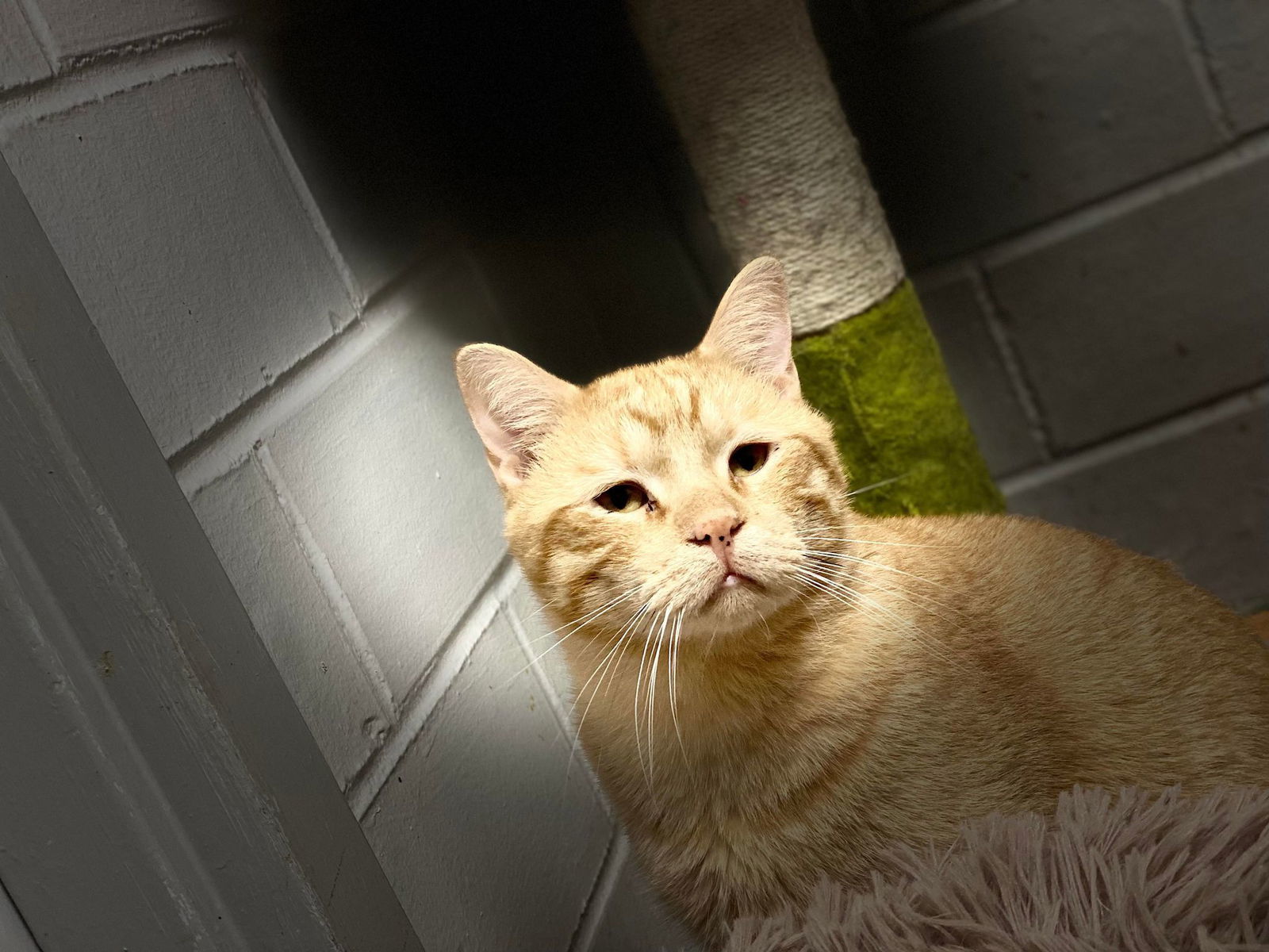 Liam, an adoptable Domestic Short Hair in Cedar Rapids, IA, 52405 | Photo Image 2