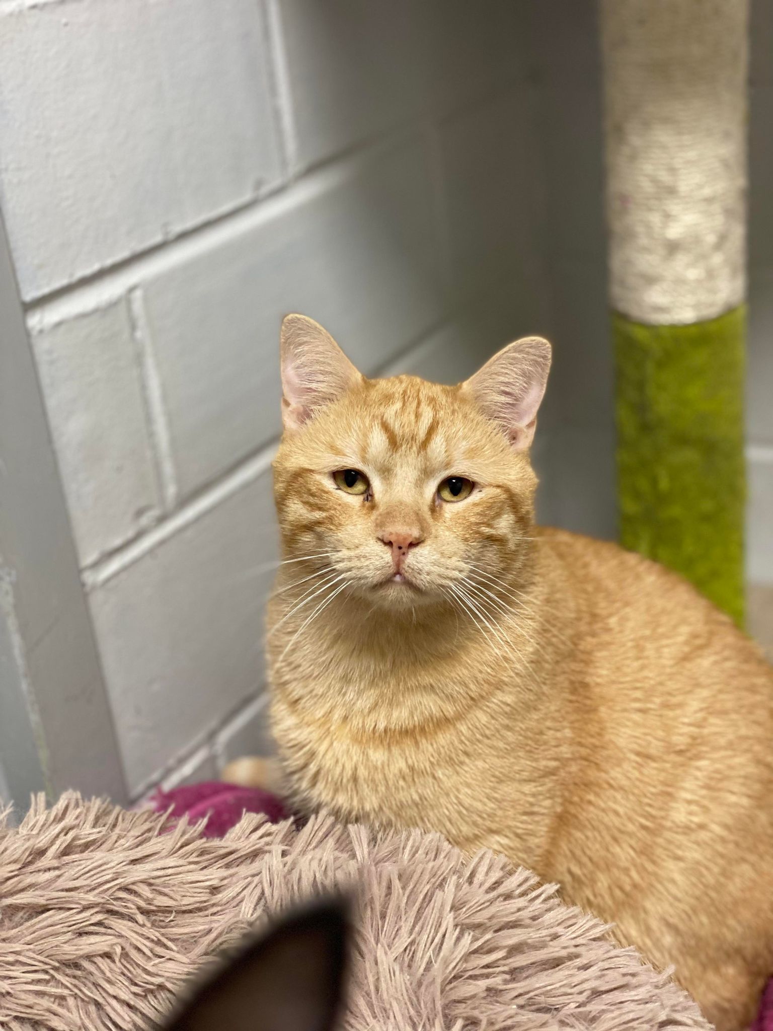 Liam, an adoptable Domestic Short Hair in Cedar Rapids, IA, 52405 | Photo Image 3