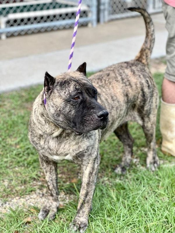 Presa canario hot sale adoption