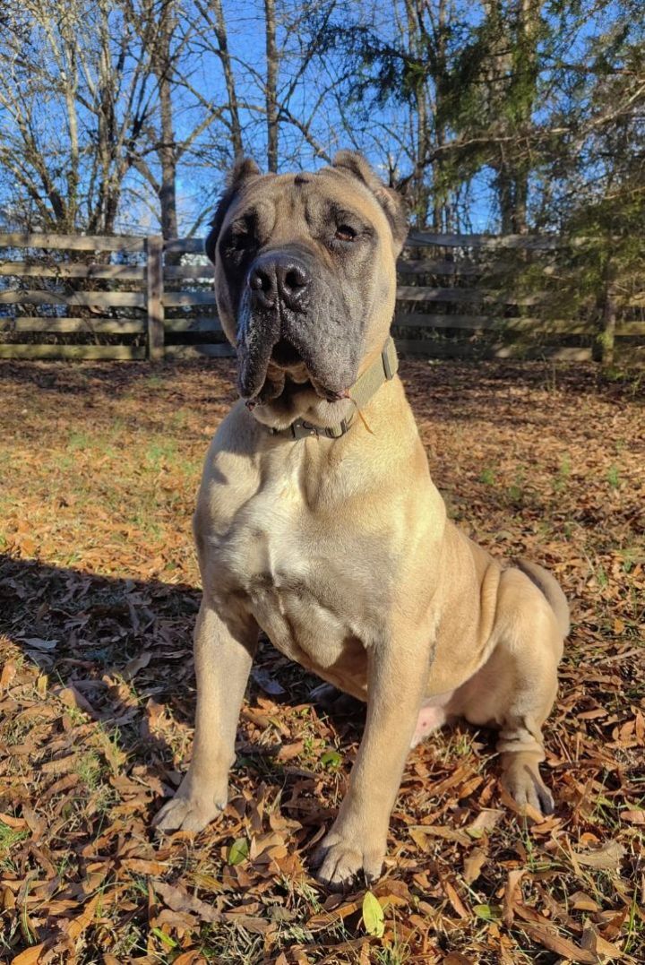 Presa canario hot sale fawn