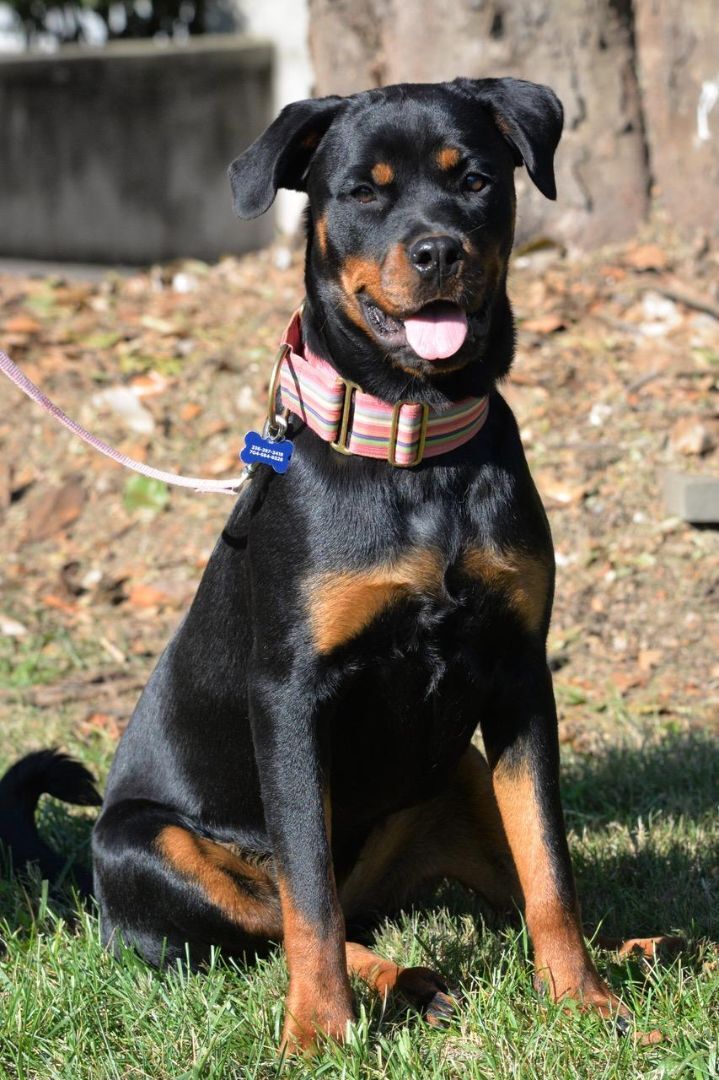 Produktivitet Faciliteter aktivering Dog for adoption - Juno, a Rottweiler & Boxer Mix in Winston-Salem, NC |  Petfinder