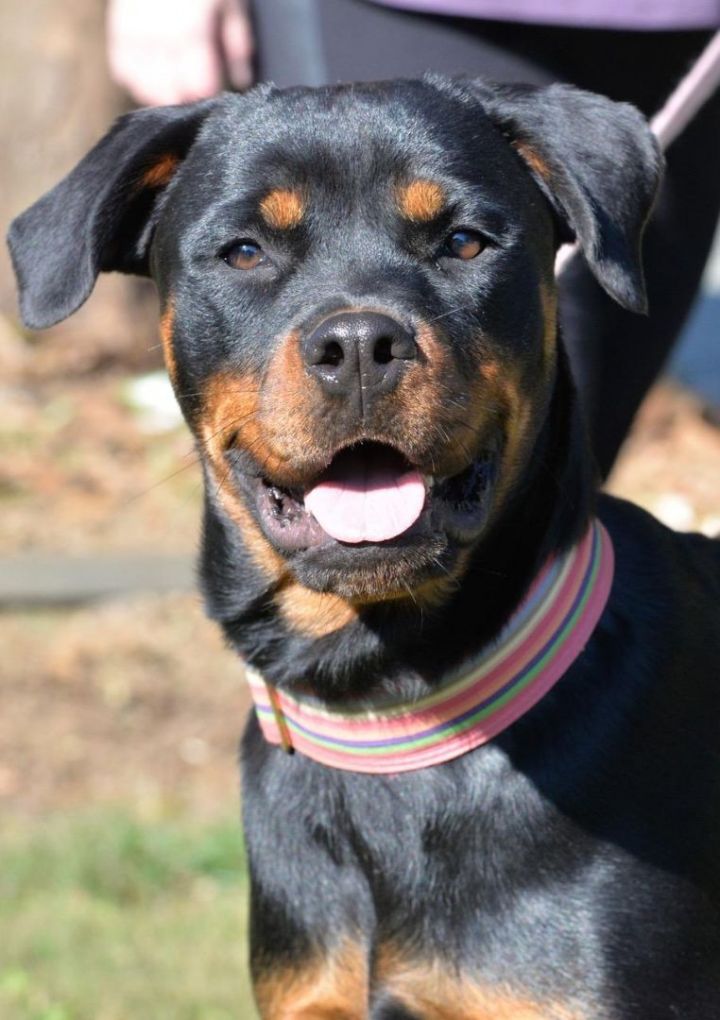Produktivitet Faciliteter aktivering Dog for adoption - Juno, a Rottweiler & Boxer Mix in Winston-Salem, NC |  Petfinder