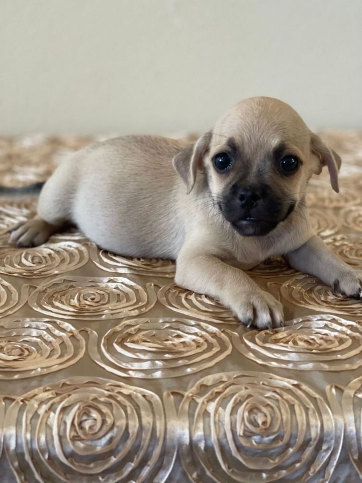 Coconut, an adoptable Chihuahua & Pug Mix in San Bernardino, CA_image-3