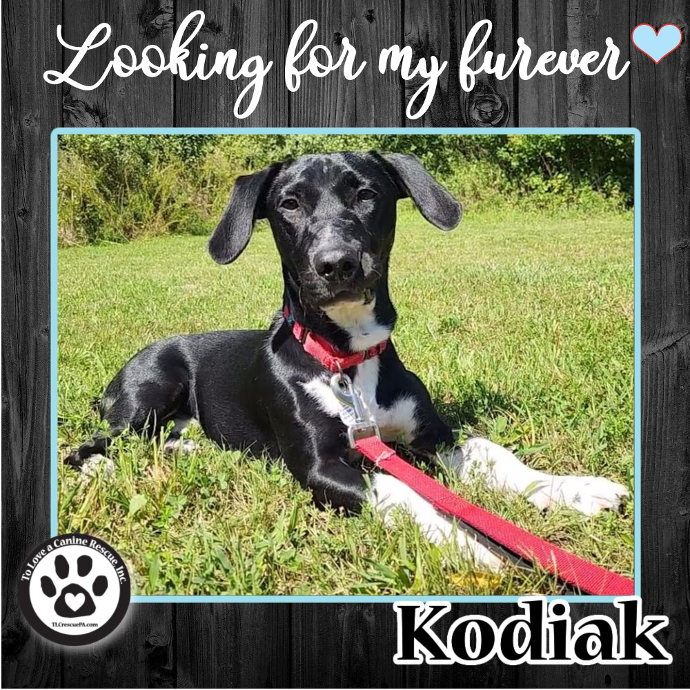 Kodiak (Good News Bears - Cleo pup)