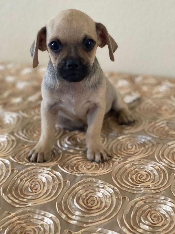 Tiko, an adoptable Chihuahua & Pug Mix in San Bernardino, CA_image-3