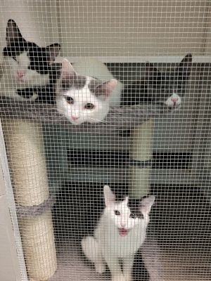 Quad Kittens