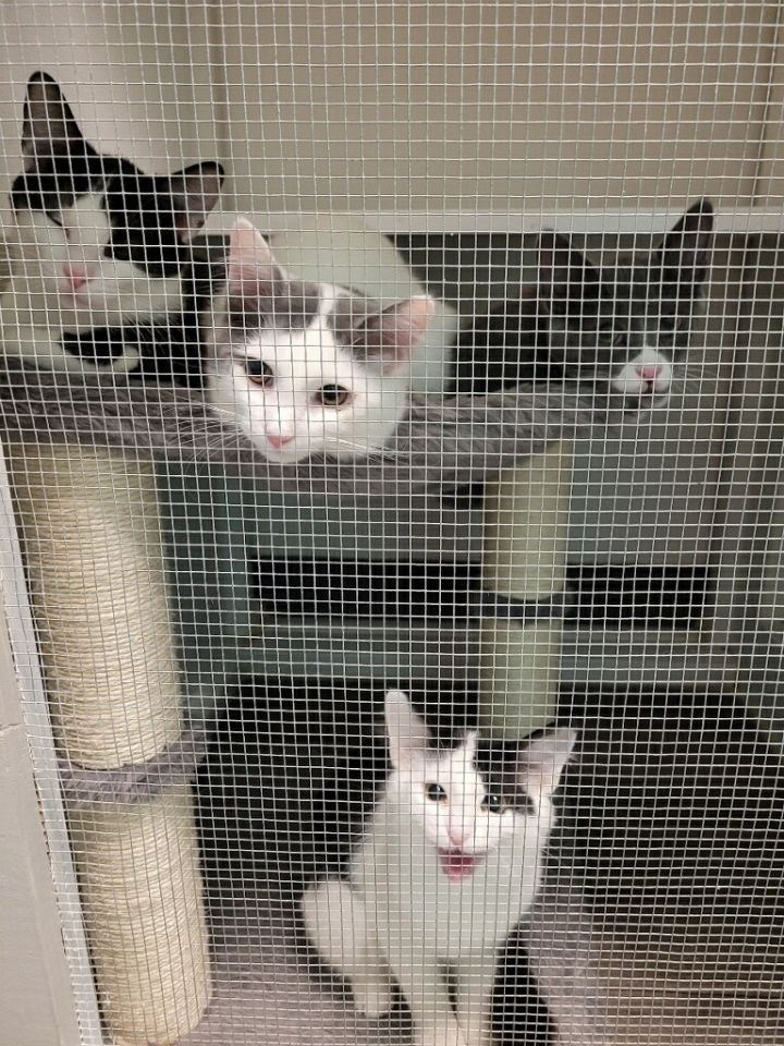 Quad Kittens 1