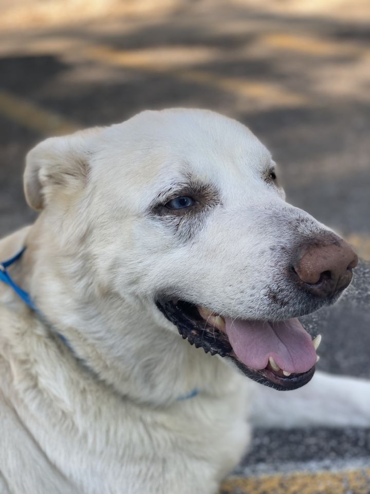 Leo, an adoptable Labrador Retriever Mix in Shawnee, KS_image-1