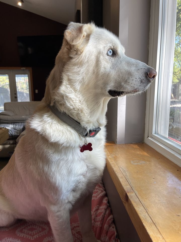 Leo, an adoptable Labrador Retriever Mix in Shawnee, KS_image-3