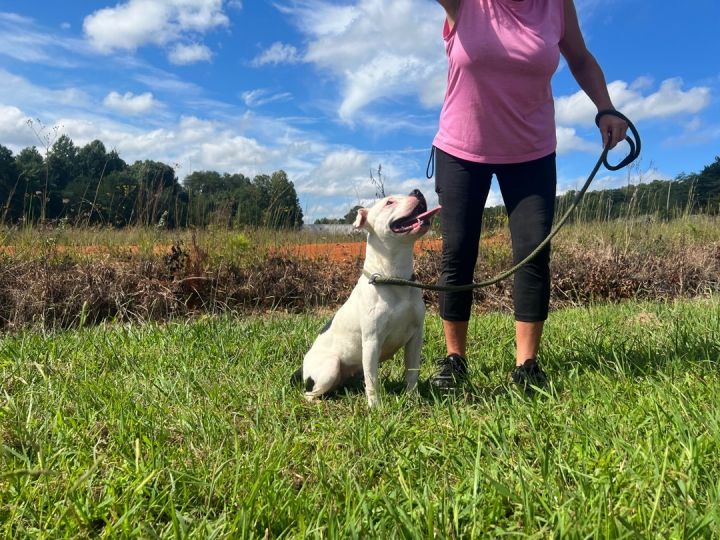 Nova Rain, an adoptable Bull Terrier Mix in Blue Ridge, GA_image-2